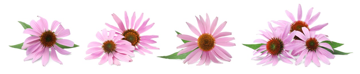 Image of Set with beautiful echinacea flowers on white background. Banner design