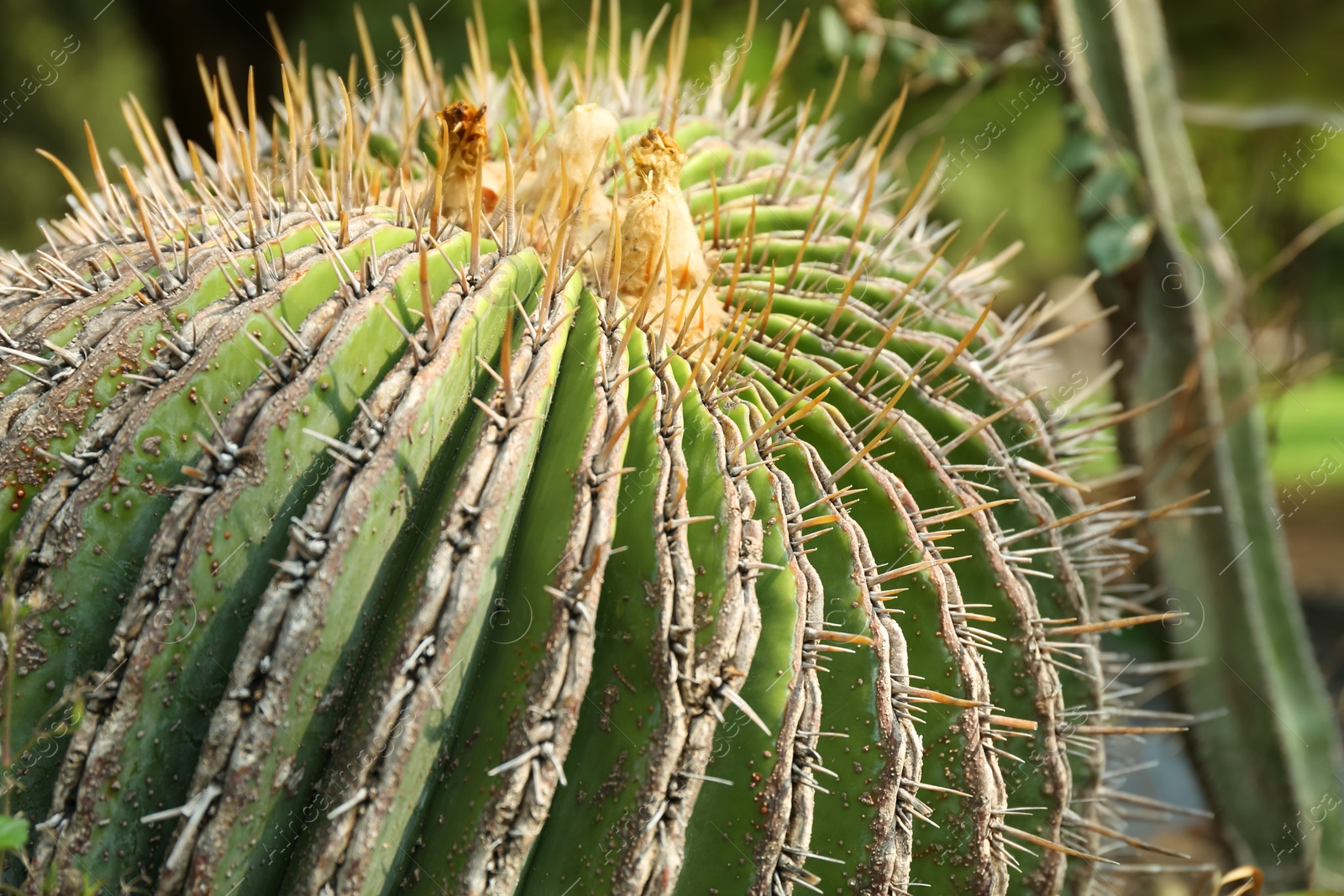 Photo of Closeup view of beautiful cactus on sunny day. Tropical plant