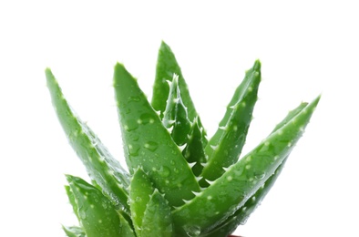 Photo of Aloe vera with green leaves on white background