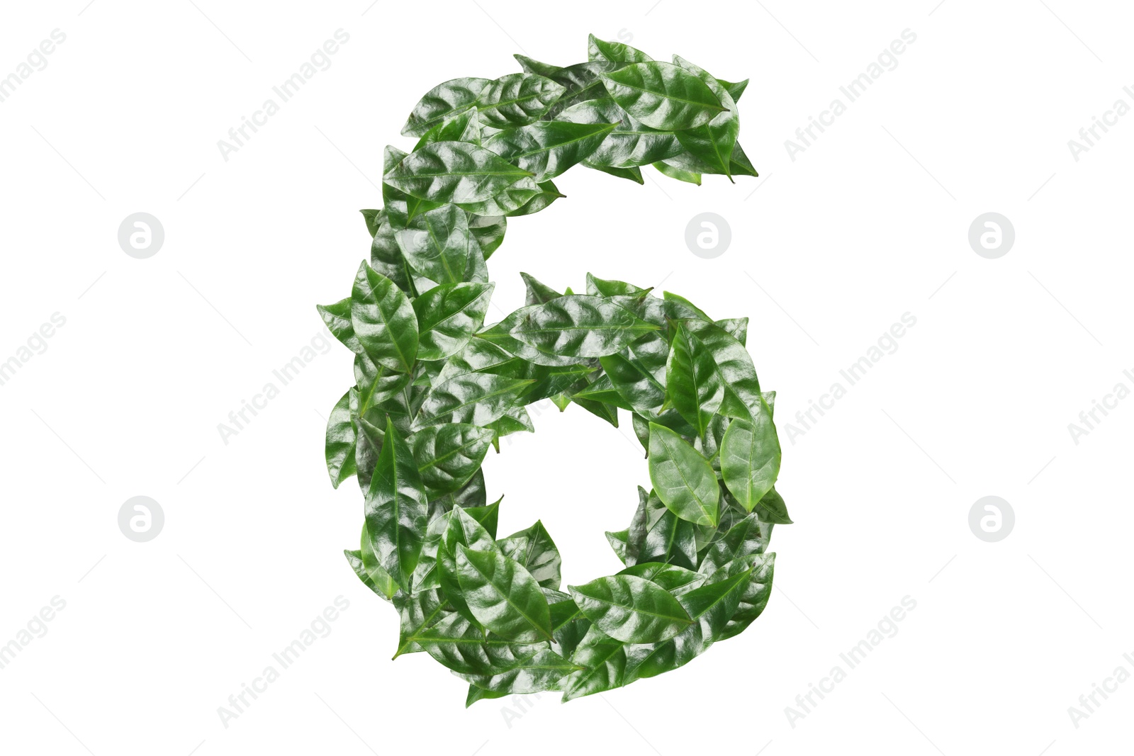 Image of Number 6 made of fresh green leaves on white background