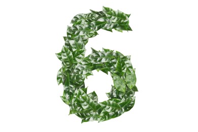 Image of Number 6 made of fresh green leaves on white background