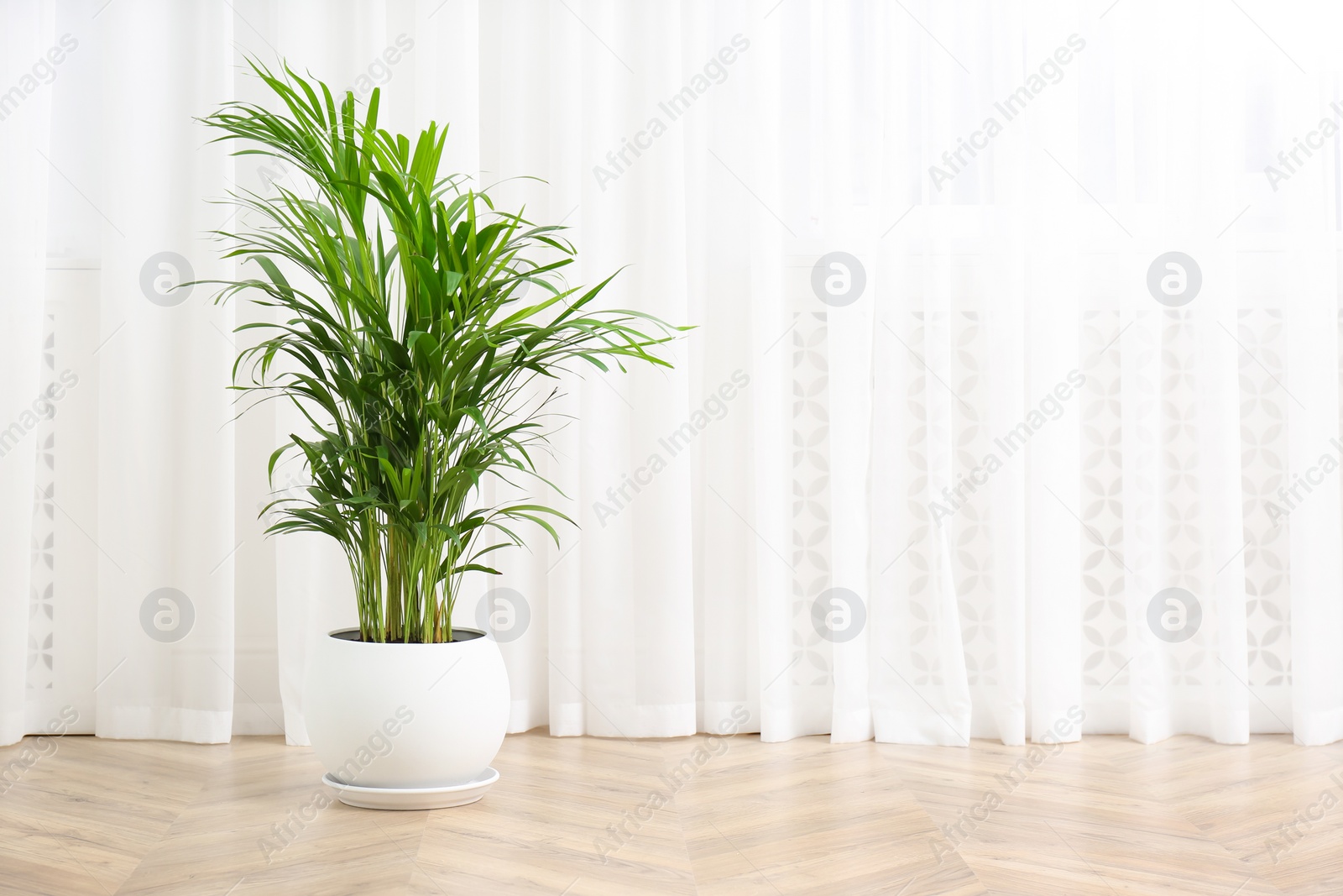 Photo of Beautiful indoor palm plant on floor in room, space for text. House decoration