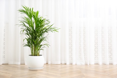 Beautiful indoor palm plant on floor in room, space for text. House decoration