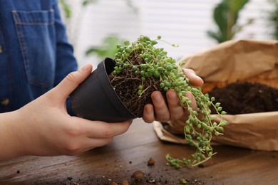 Woman transplanting beautiful houseplant at wooden table indoors, closeup