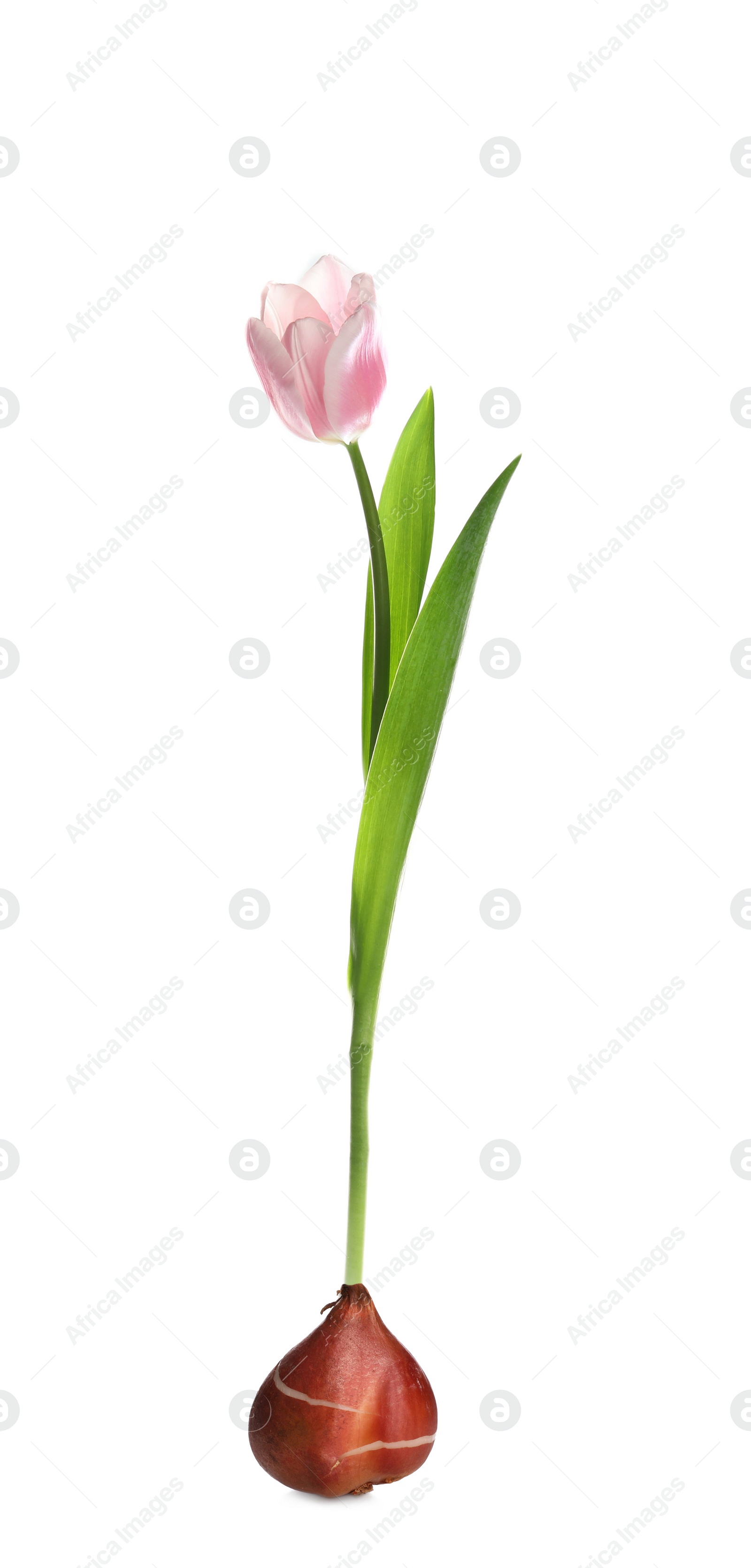 Image of Pink tulip flower with bulb on white background