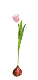 Pink tulip flower with bulb on white background