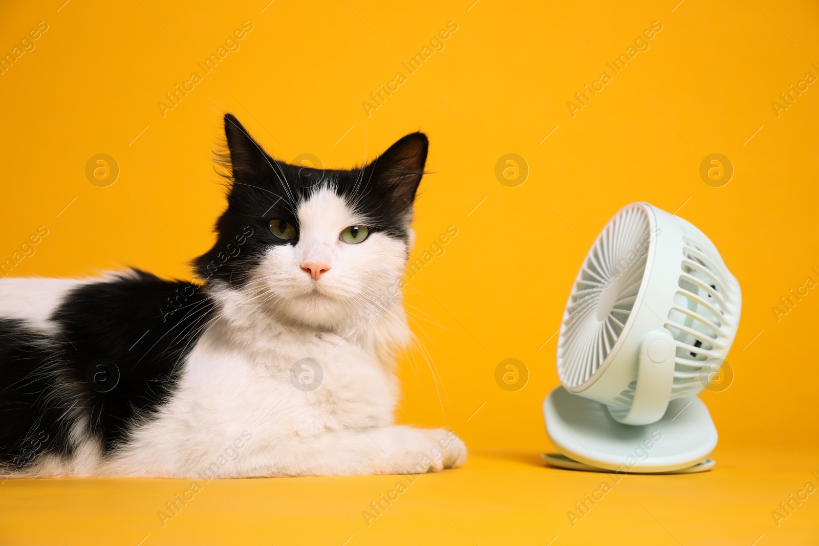 Photo of Cute fluffy cat enjoying air flow from fan on yellow background. Summer heat