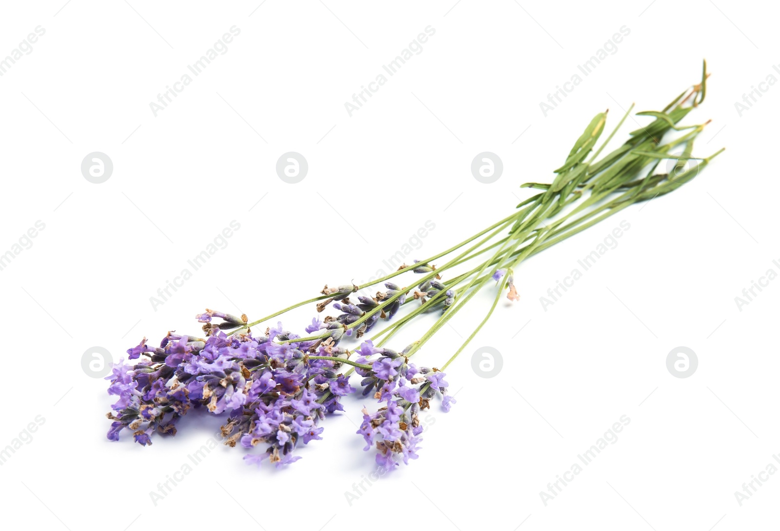 Photo of Beautiful blooming lavender flowers on white background