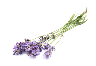 Photo of Beautiful blooming lavender flowers on white background