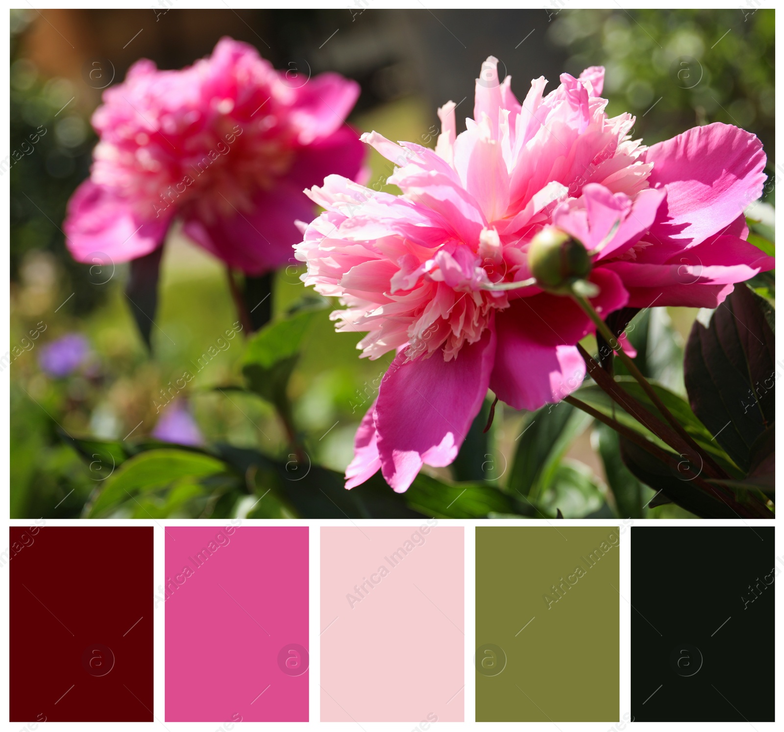 Image of Blooming pink peony flowers and color palette. Collage