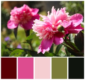 Blooming pink peony flowers and color palette. Collage