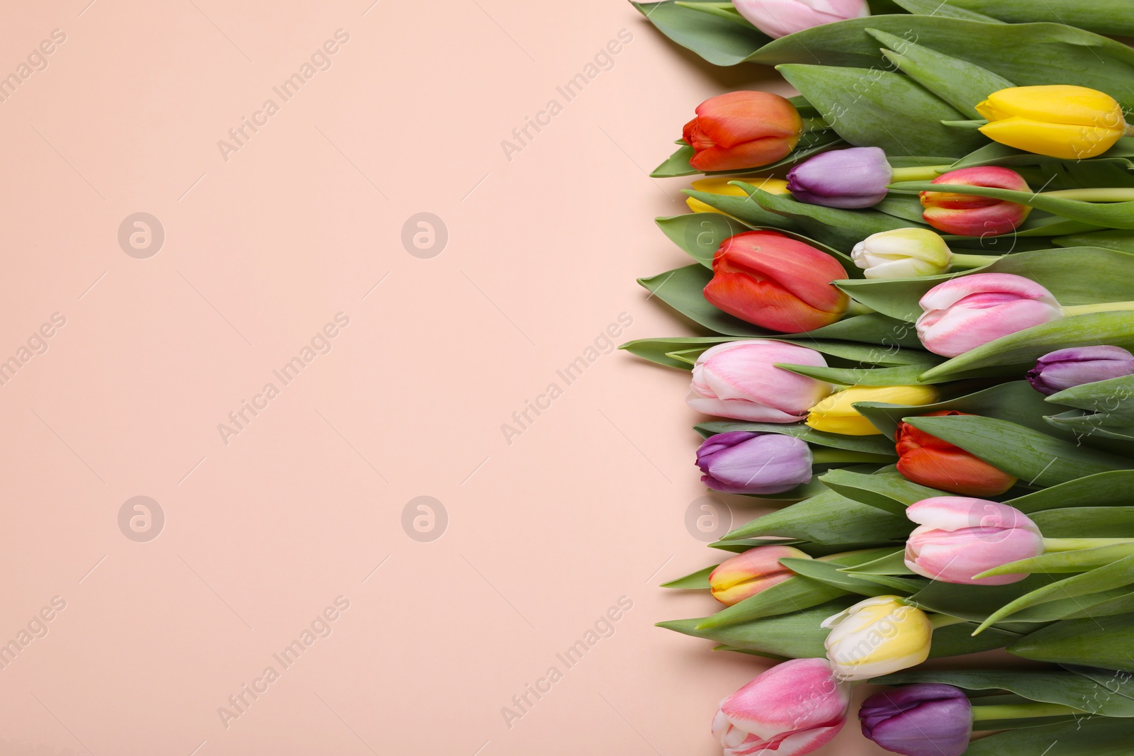 Photo of Beautiful colorful tulips on pale pink background, flat lay. Space for text