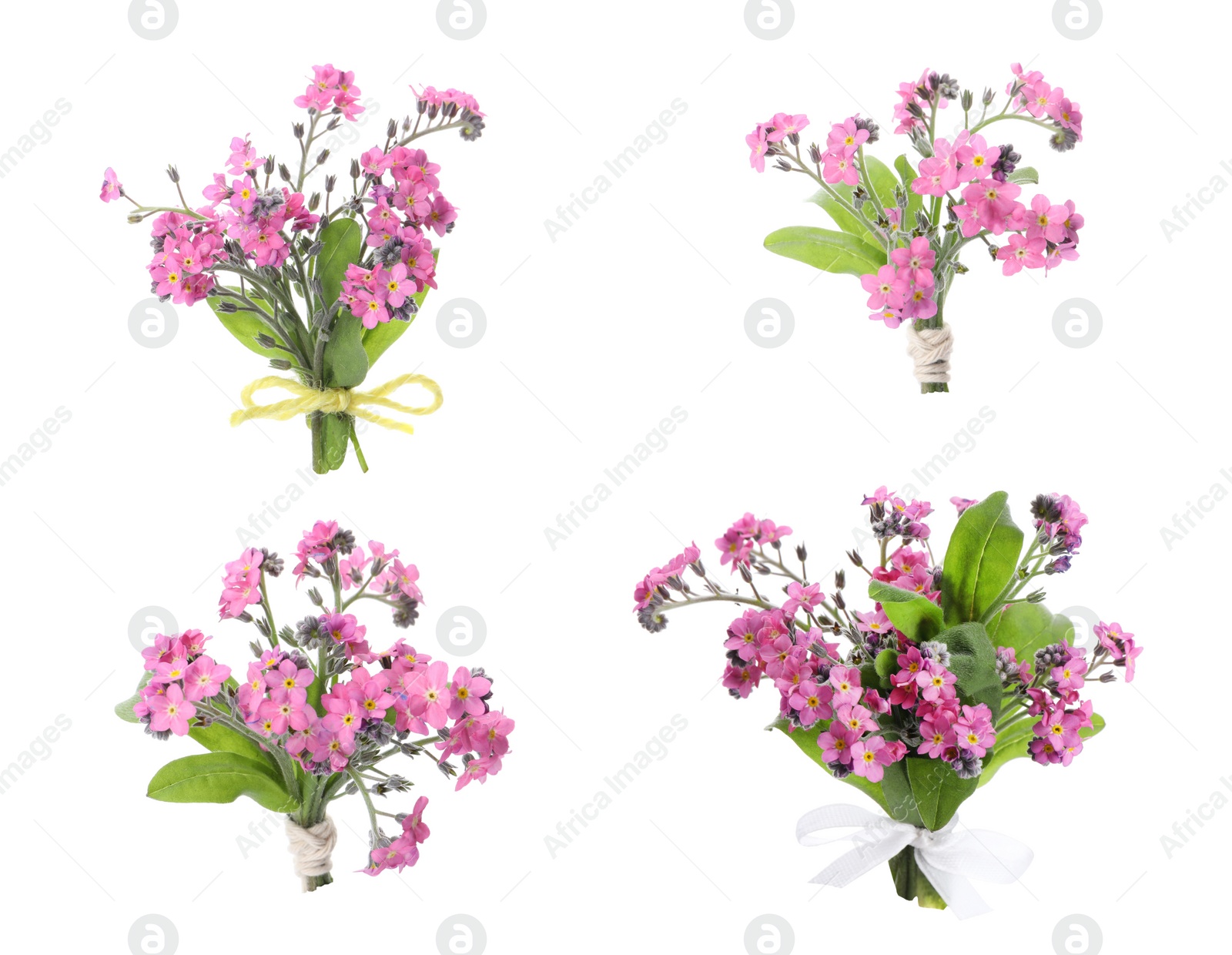 Image of Set with beautiful tender forget me not flowers on white background