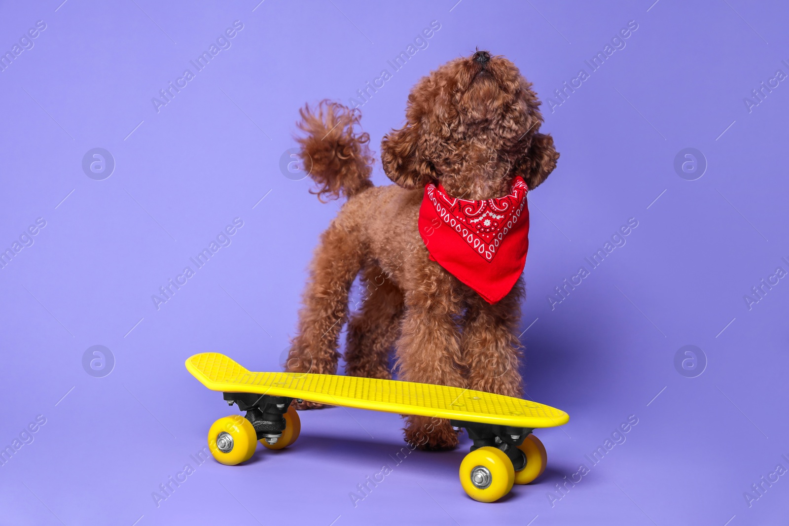 Photo of Cute Maltipoo dog with bandana and skateboard on light purple background