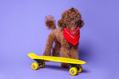 Cute Maltipoo dog with bandana and skateboard on light purple background
