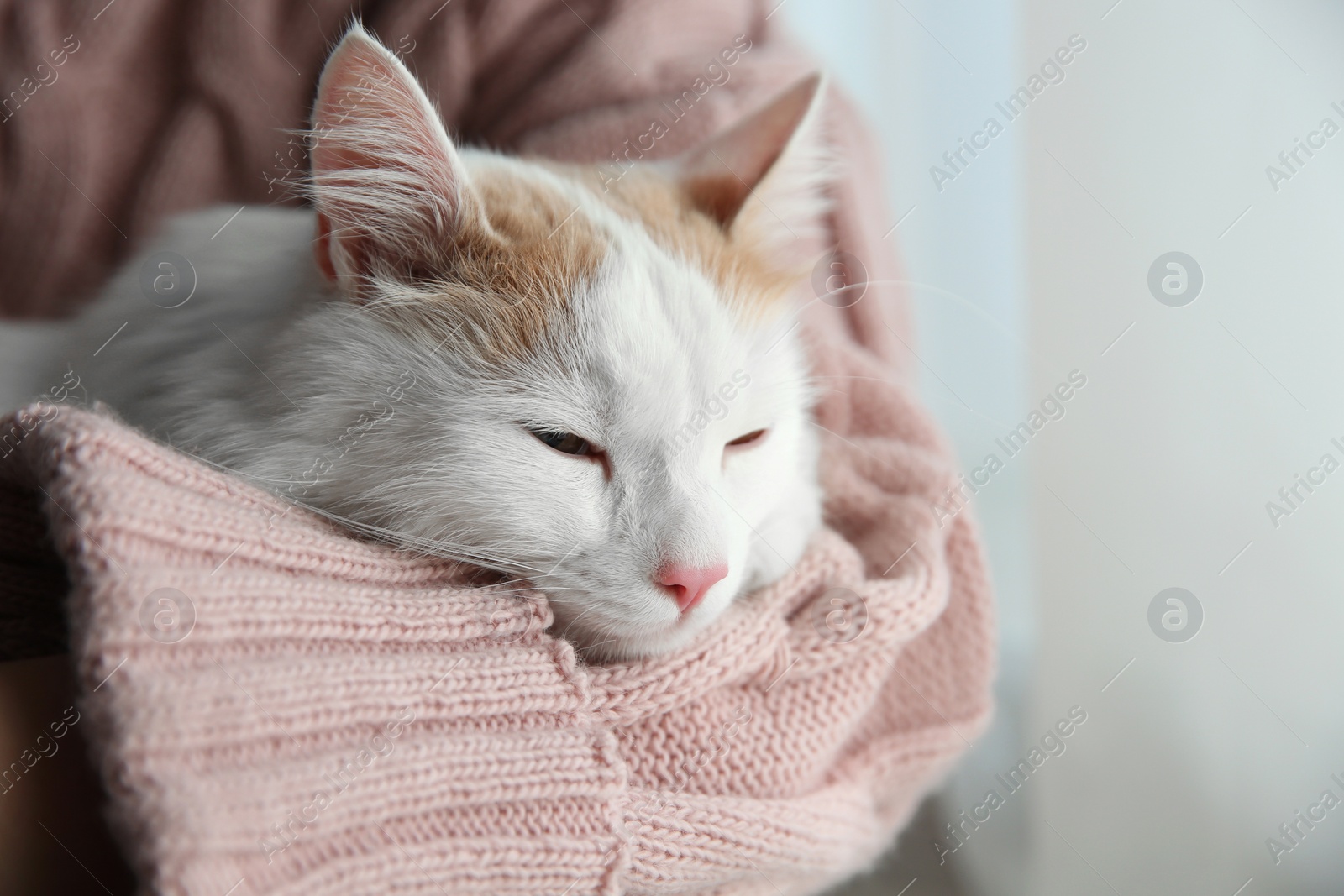 Photo of Woman with cute fluffy cat on light background, closeup