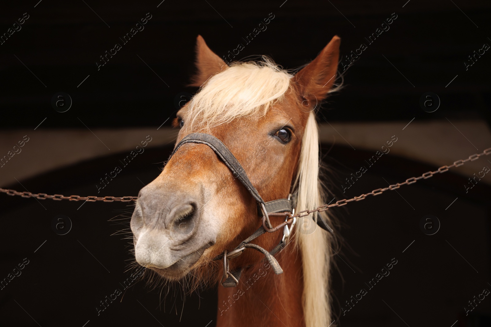 Photo of Adorable horse with bridles in stable. Lovely domesticated pet