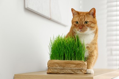 Cute ginger cat near potted green grass on wooden table indoors, space for text