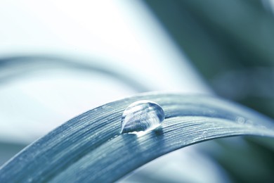 Image of Water drop on leaf against blurred background. Blue tone