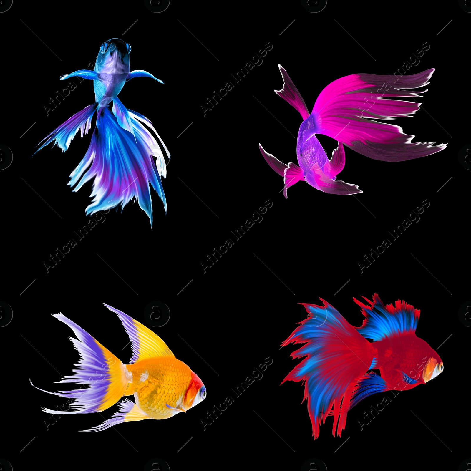 Image of Beautiful colorful betta fish on black background, collage 