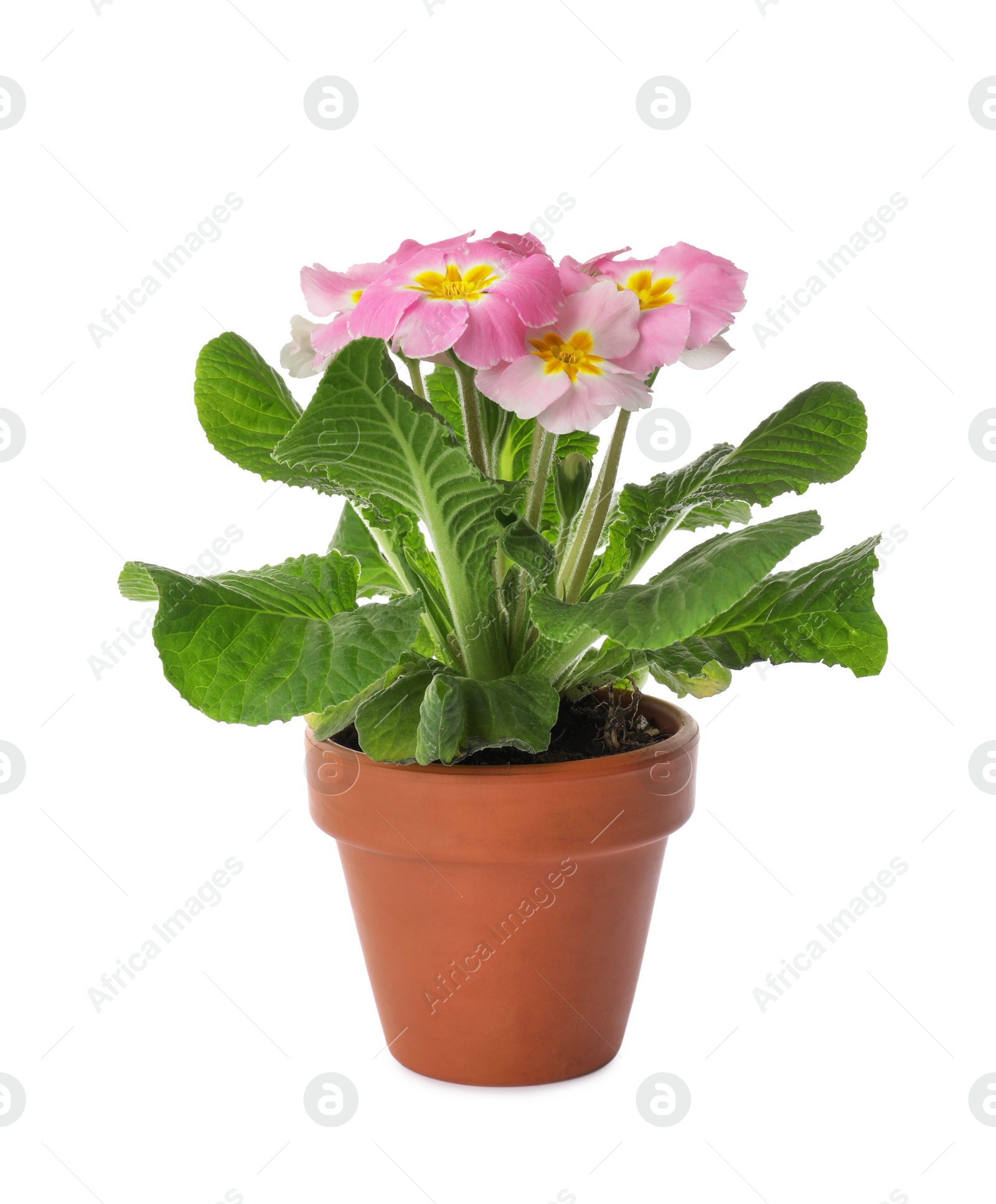 Photo of Beautiful potted primula flowers isolated on white