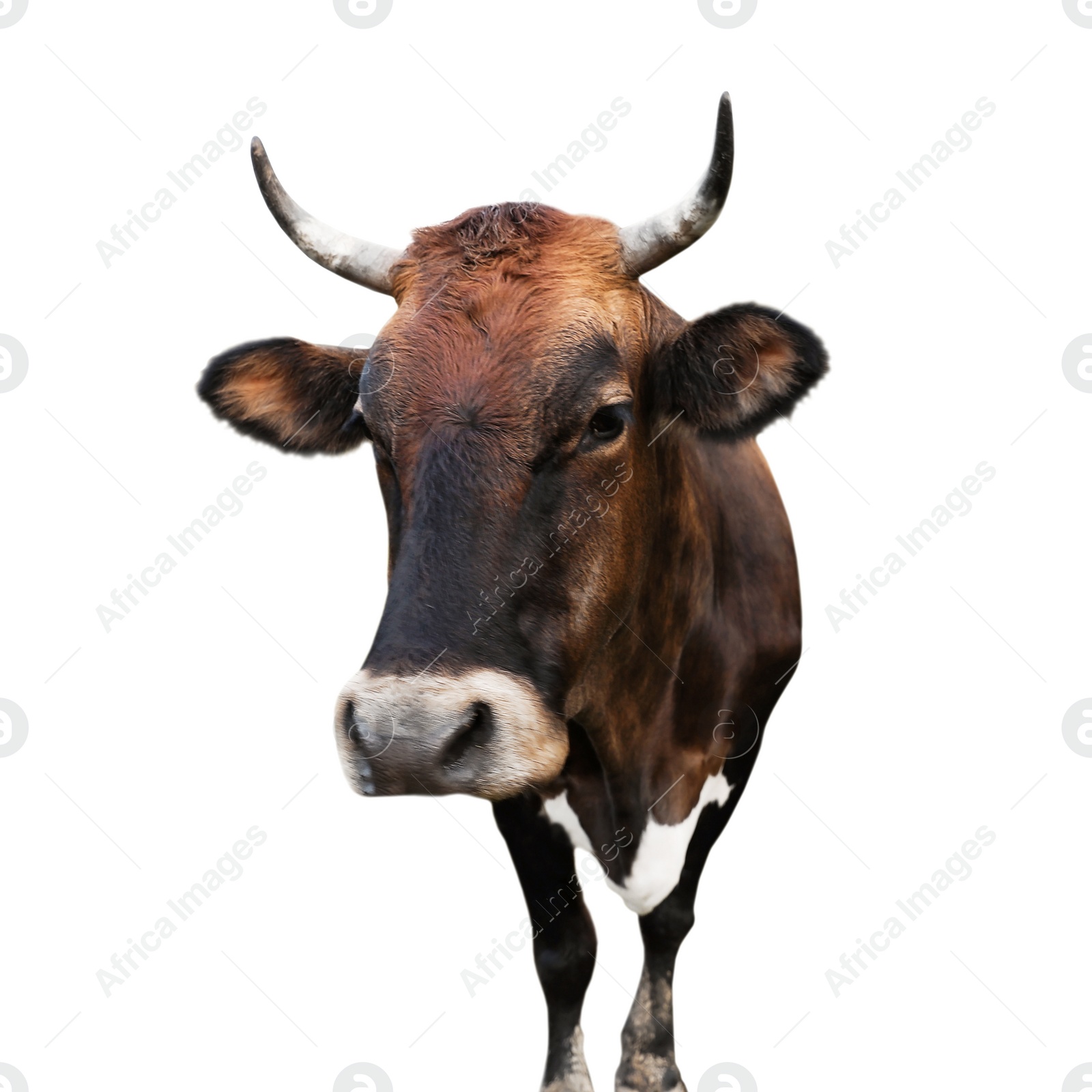 Image of Beautiful brown cow on white background. Animal husbandry