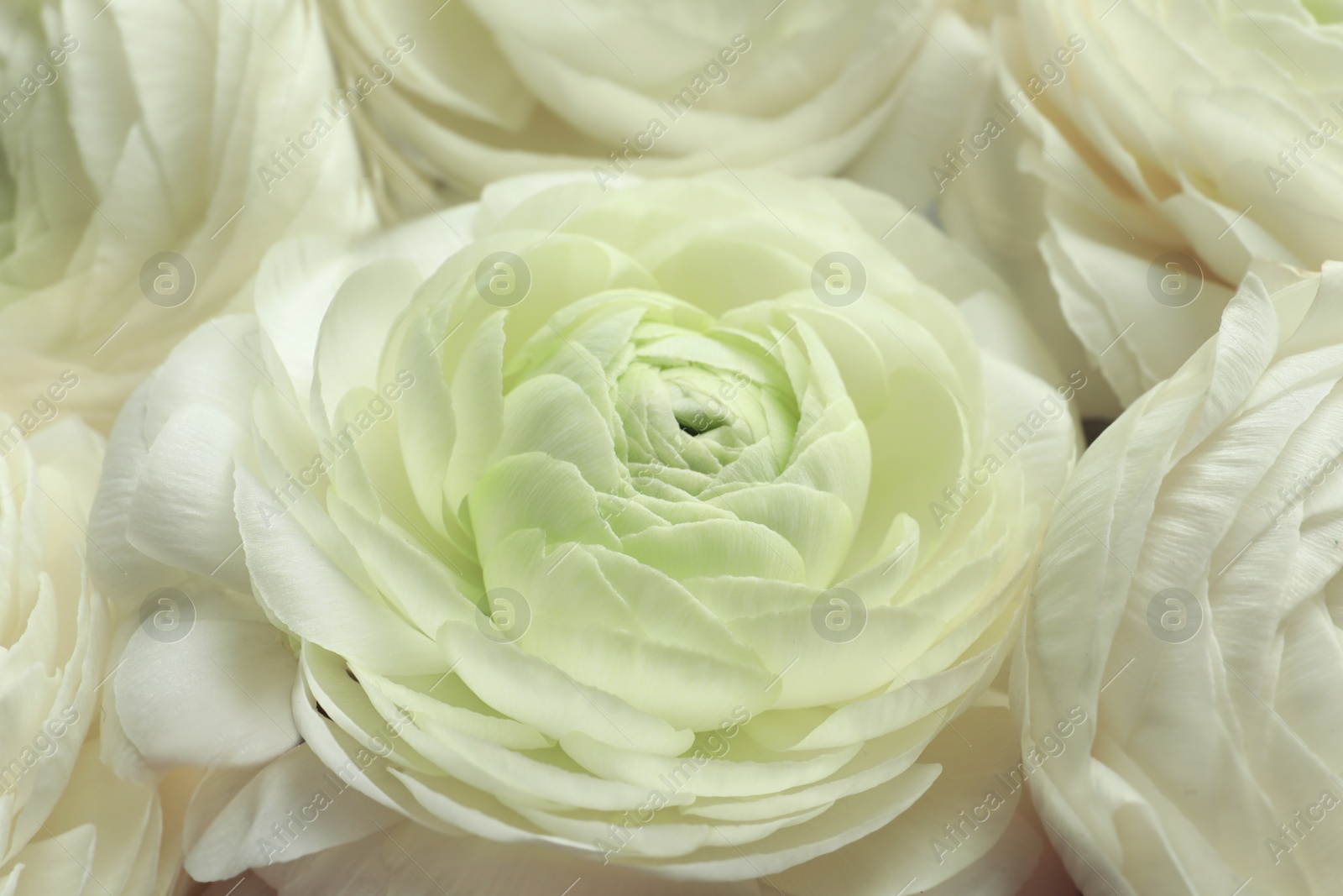 Photo of Beautiful ranunculus flowers, closeup