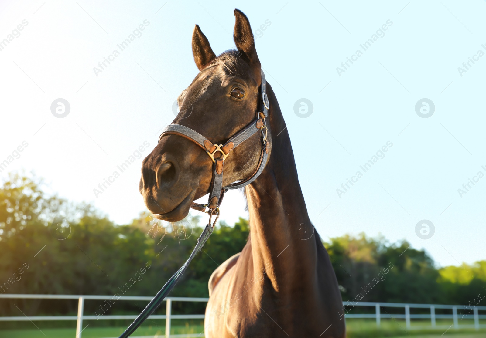 Photo of Horse with bridle outdoors on sunny day. Beautiful pet