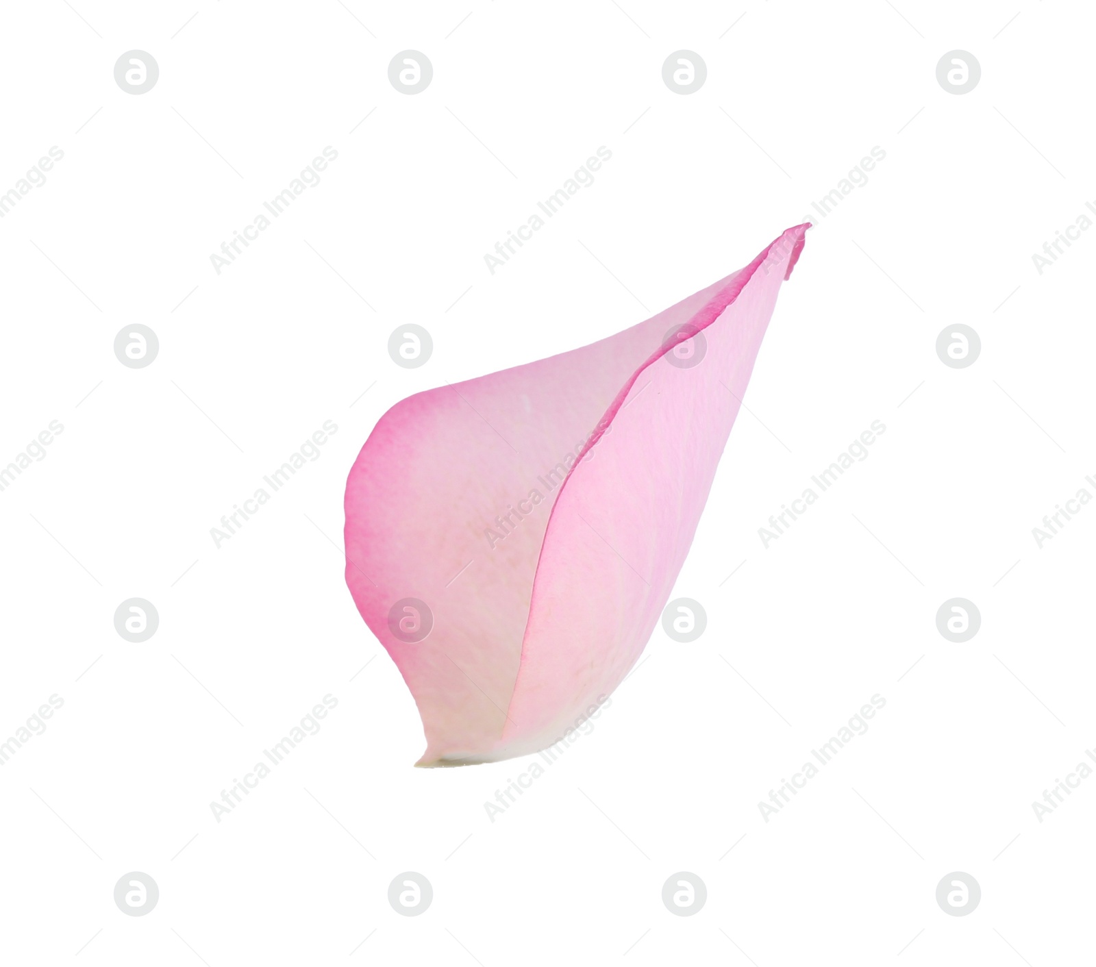 Photo of Tender pink rose petal isolated on white