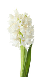 Photo of Beautiful hyacinth isolated on white. Spring flower
