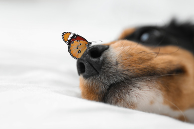 Image of Cute dog and butterfly on white fabric at home, closeup. Friendly pet
