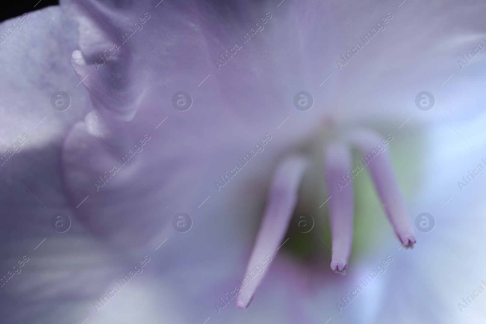 Photo of Beautiful lilac Gladiolus flower as background, macro view