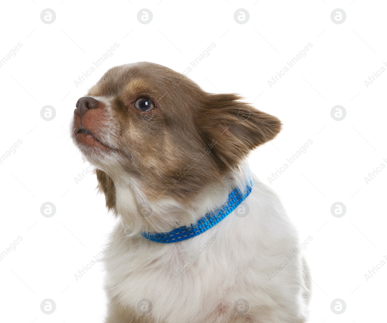 Photo of Adorable Chihuahua in dog collar on white background