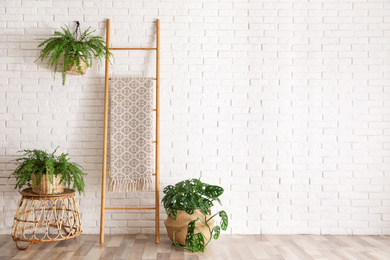 Photo of Beautiful green potted plants in stylish room interior. Space for text