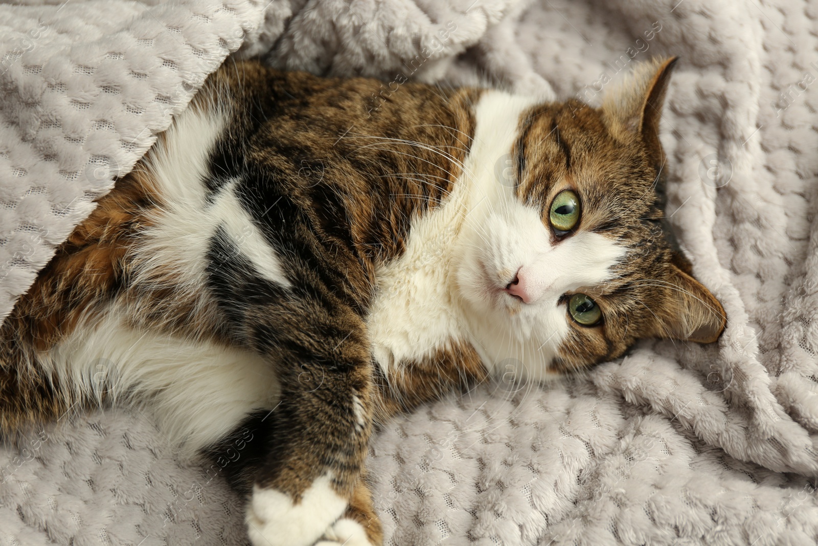 Photo of Cute pet. Cat with green eyes lying on soft blanket at home