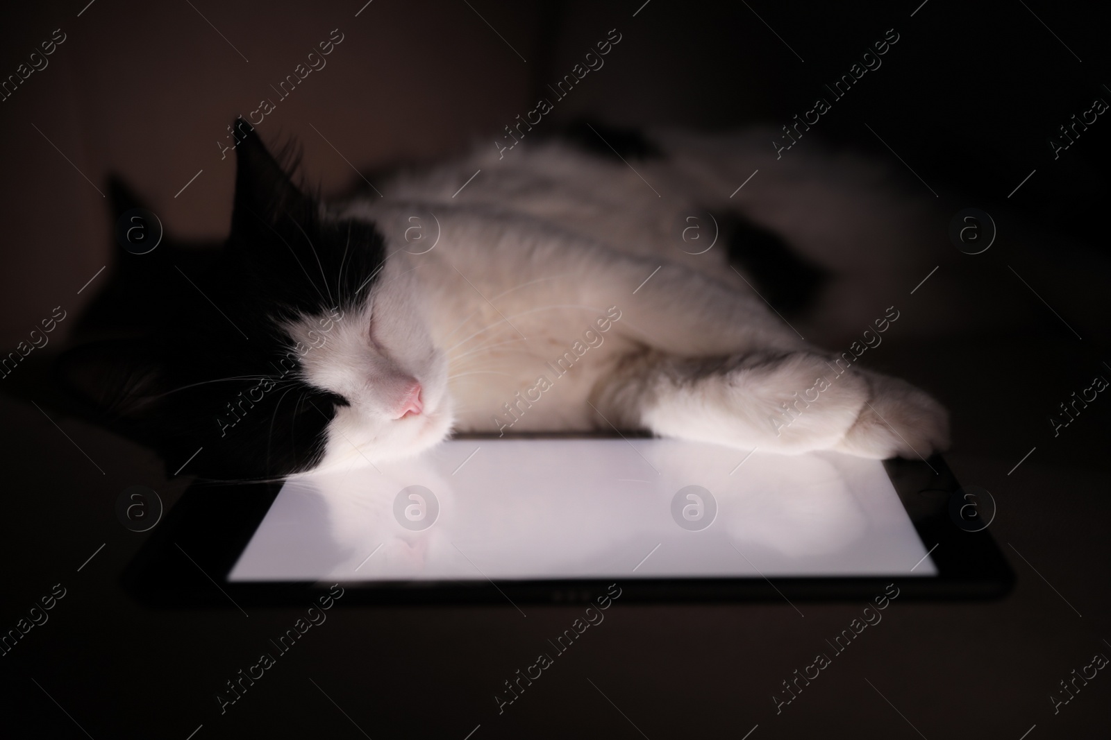 Photo of Cute cat sleeping on tablet at home