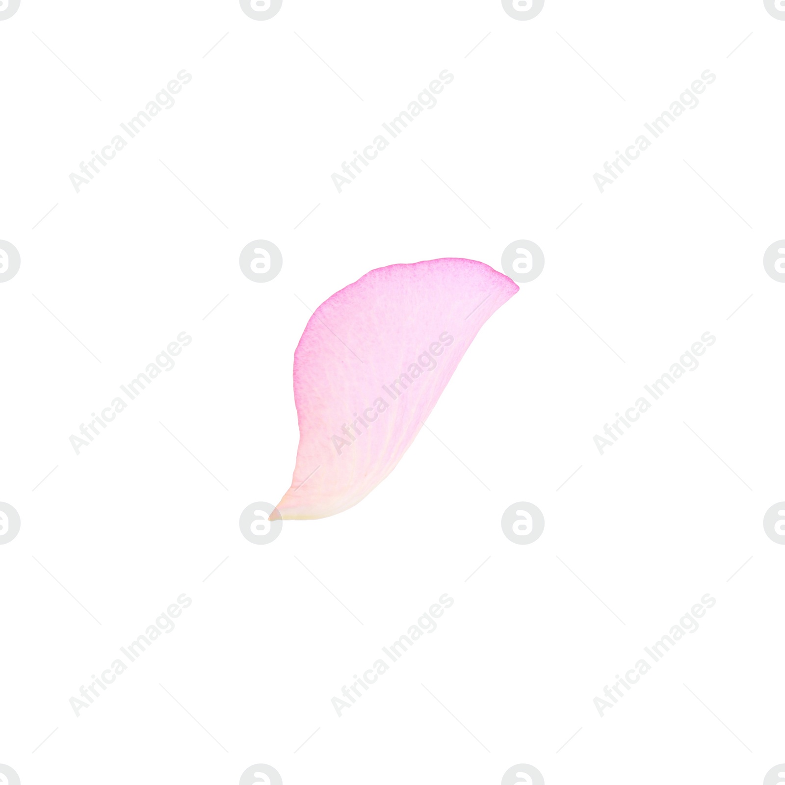 Photo of Tender pink rose petal isolated on white