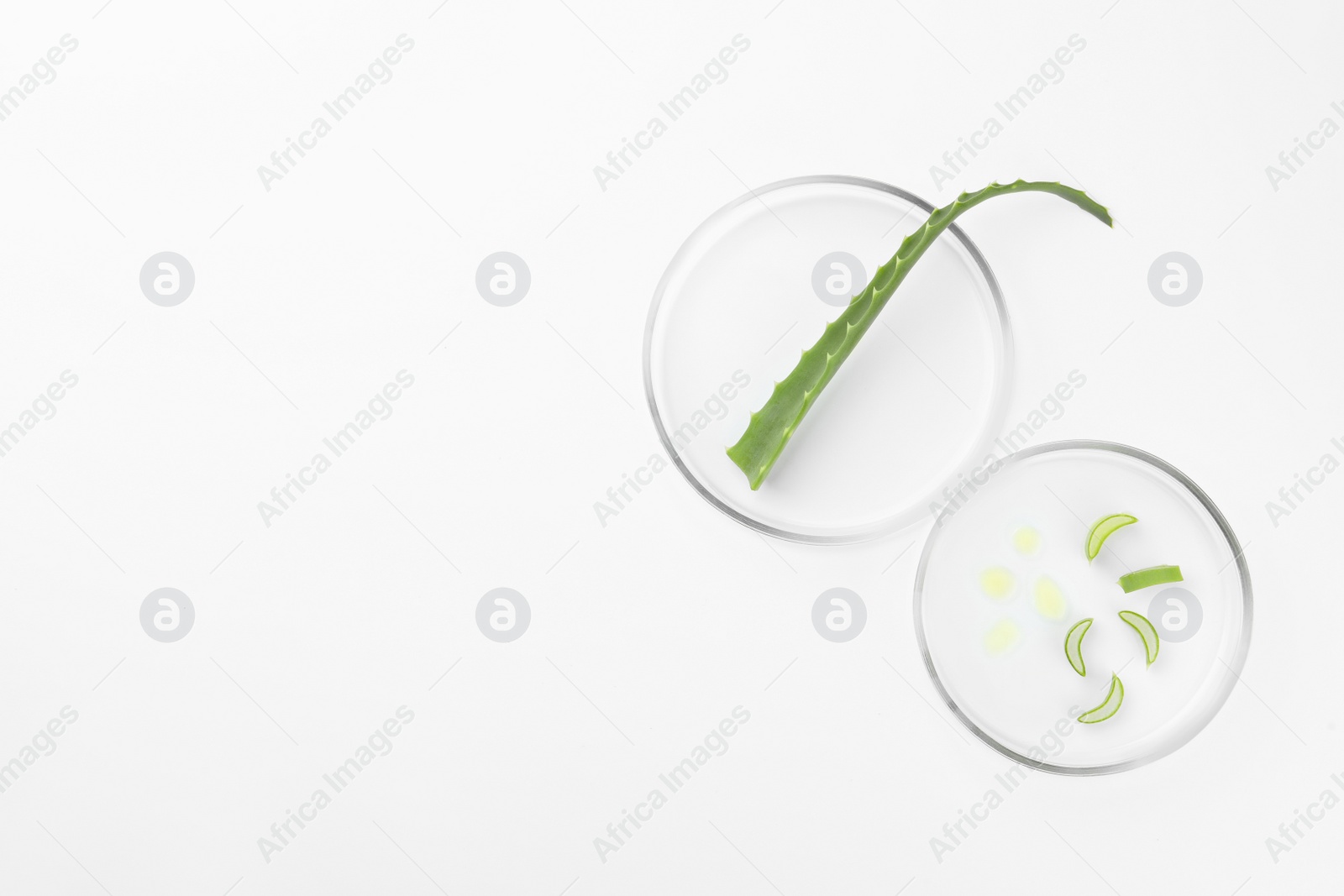 Photo of Petri dishes with aloe plant on white background, top view. Space for text