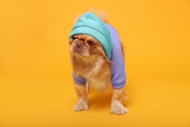 Cute Pekingese dog in pet clothes on yellow background