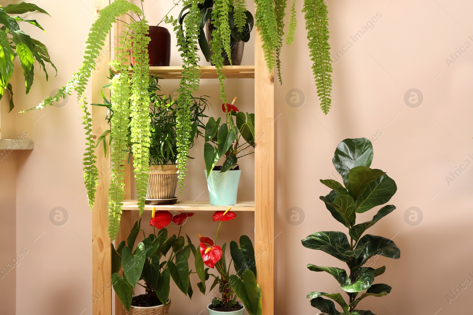 Photo of Beautiful houseplants in pots indoors. House decor