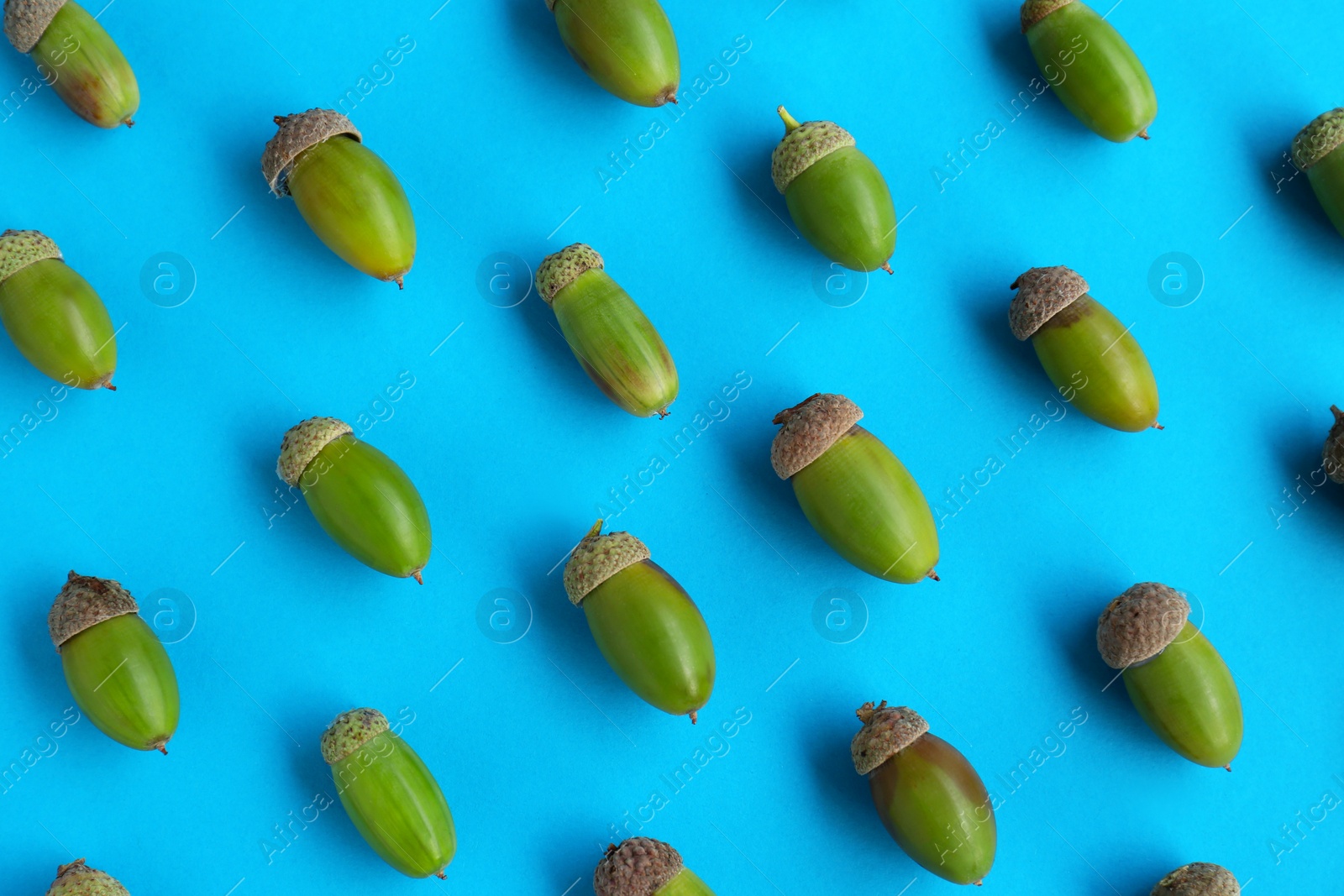 Photo of Many green acorns on light blue background, flat lay