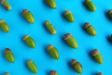 Many green acorns on light blue background, flat lay