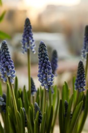 Photo of Beautiful muscari flowers on blurred background, closeup. Spring time