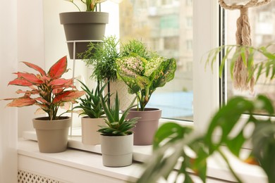 Different beautiful houseplants on window sill indoors. Interior design