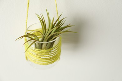 Photo of Beautiful Tillandsia plant on white wall, space for text. Home decor