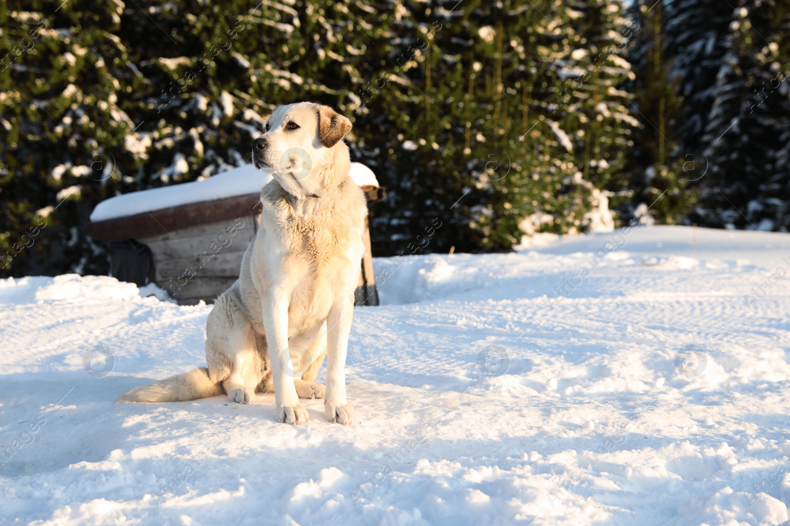 Photo of Cute dog outdoors on snowy winter day. Funny pet