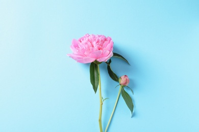 Beautiful fragrant peony flower on color  background