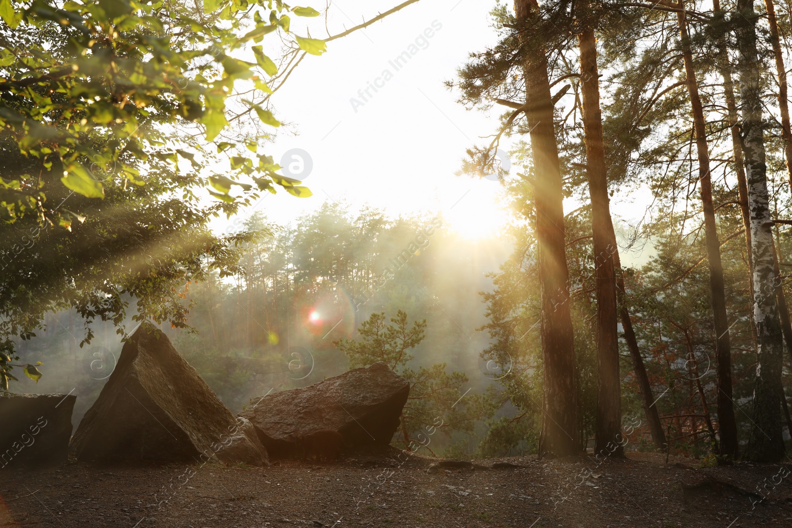 Photo of Picturesque view of sunny forest. Camping season