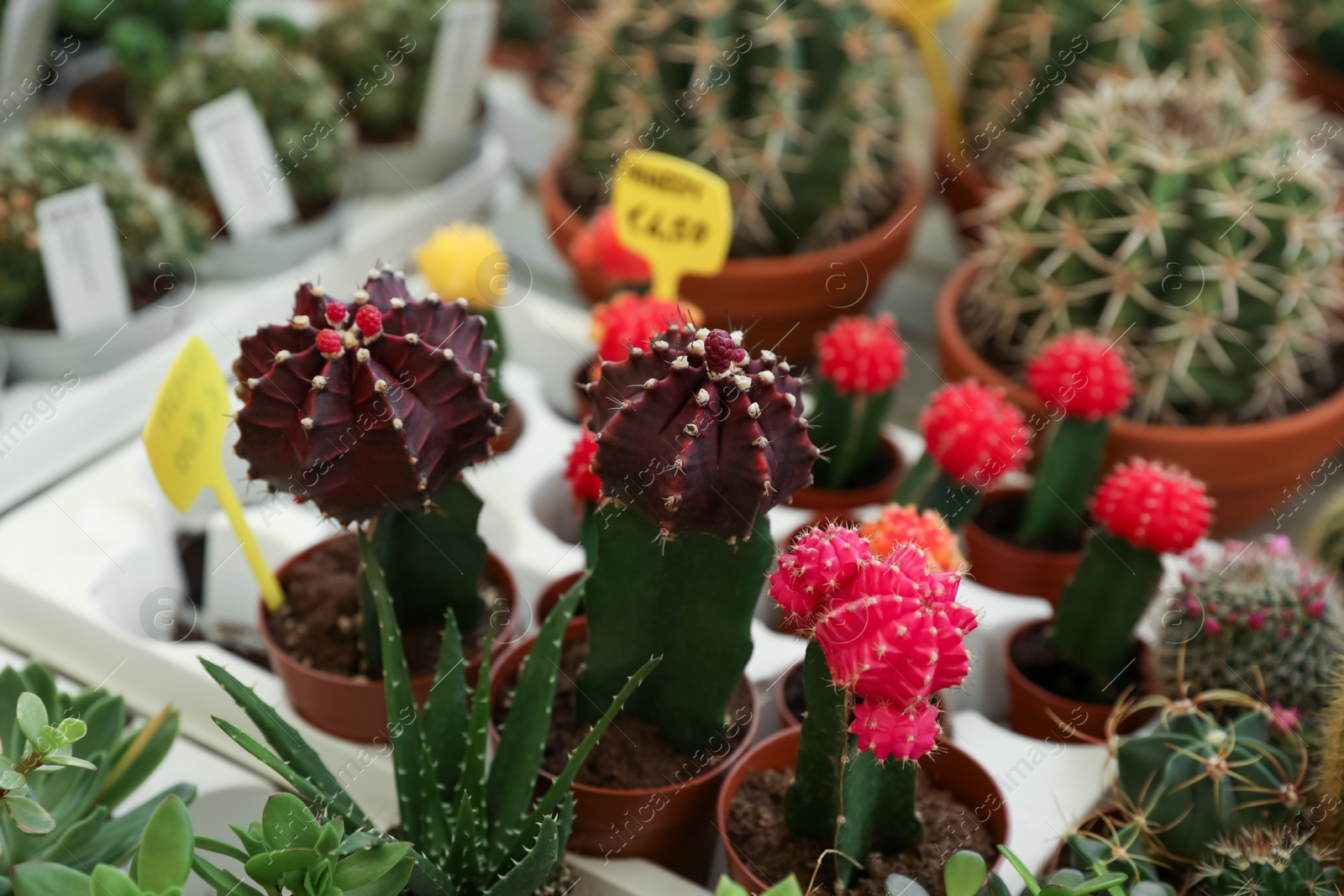 Photo of Many different cacti and succulent plants on table