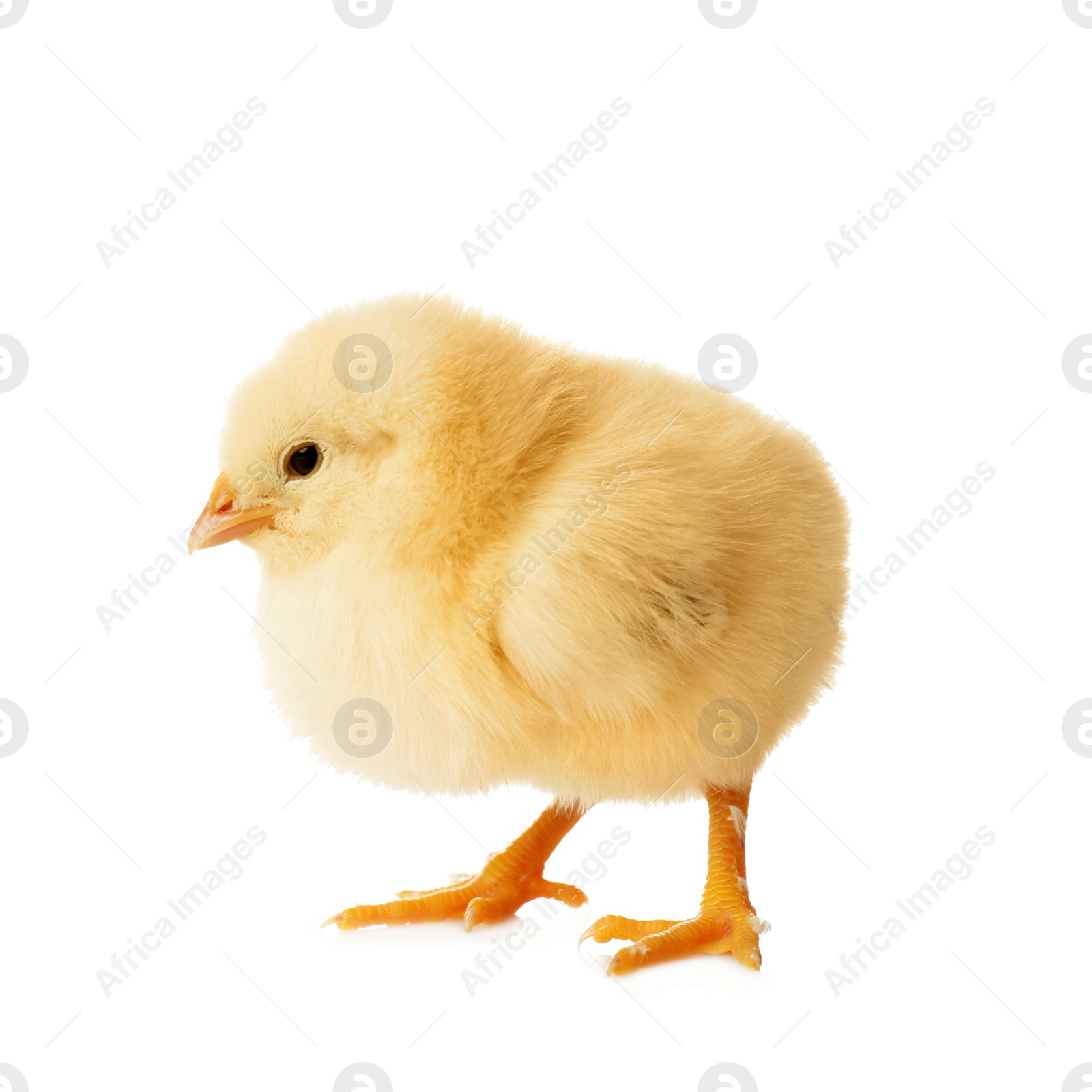 Photo of Cute fluffy baby chicken on white background. Farm animal